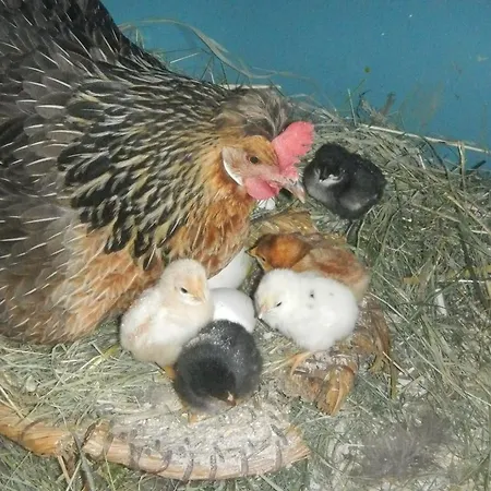 Ferienwohnung Nahe Fuschlsee, *